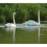 Swans-1