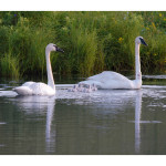 Swans-2